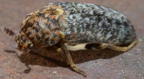 Réf. 224 723 : Dermestes undulatus